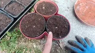 VLOG Orto Sinergico Situazionista (Aprile 2021)