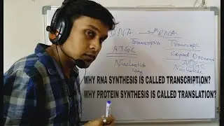 Why RNA synthesis is Transcription and Protein synthesis is Translation