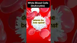 Functions of white blood cells #wbc #whitebloodcells #science