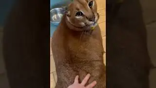 Кот злодей