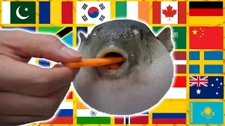 ÆÜGH in different languages meme