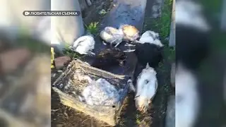 Кто будет нести ответственность за убитую собаками домашнюю живность в посёлке Нагорном?