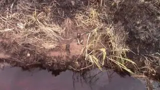 Вылазы, погрызы, хатки, метки, столики. Места обитания бобра. Анонс новых видосов.