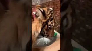 You will never guess who owns a pet tiger...