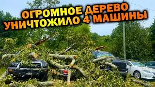 Огромное дерево раздавило 4 машины