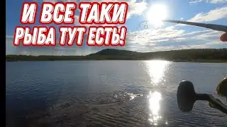 СПИННИНГ на новых ОЗЁРАХ. Нашли РЫБУ. Сбор МОРОШКИ и ГОЛУБИКИ.