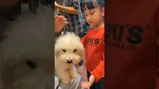 Kenalin Kaira Ini Gaesss!!! Anjing Lucu #shorts #anjinglucu