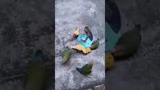 Birds Playing Basketball?! | Funny Video | yellows vs greens | basketball parrots | 
