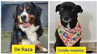 Por qué los Perros de raza se enferman más que los Criollos o mestizos?
