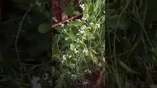 Waipahu Hawaii backyard garden #Shorts