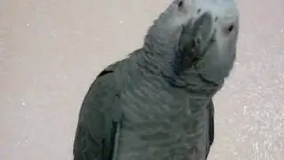 Попугай Феня. Как делает кошка? кукушка?...
