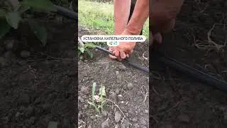 Вирощуємо черешню за методом UFO. Частина 1.🌿
