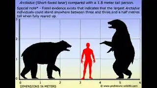 Top 10 Bears