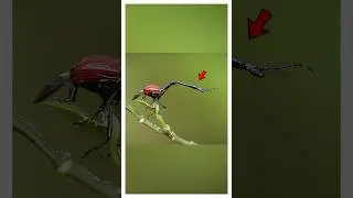 Giraffe Beetle