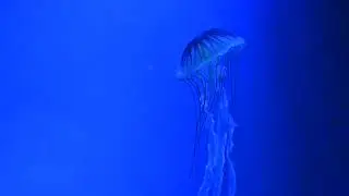 España - Valencia - Oceanografic