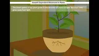 Growth Dependent movement in Plants | Control and Coordination in Plants