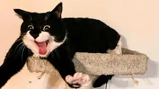 Funny animals - Funny cats and dogs - Funny animal videos 2024🤣