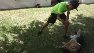 How To Hit Your Dog!!