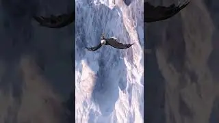 Eagle Master Rider