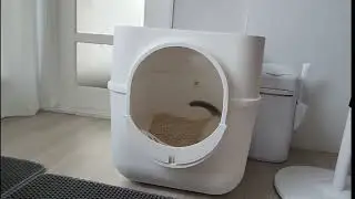 3개월 아기고양이 랙돌 타래 #랙돌 #블루바이컬러 #ragdoll #개냥이 #우다다