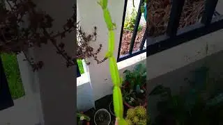Cissus quadrangularis #Succulent #plant #succulents #plants #cactus #propagation #homegarden