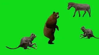 Green Screen Bear,Donkey& Cats Video