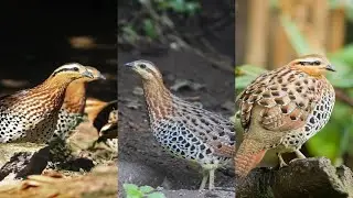 amazing bird on the earth unbilievable bird behavior #Shorts  103