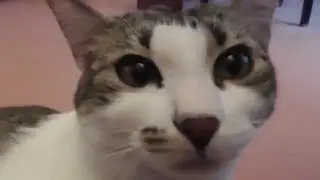 Как кошка ведёт себя во время течки?