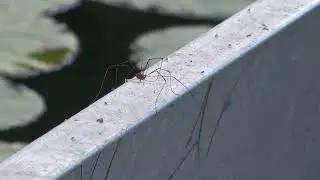 HARVESTMEN (which are not spiders)