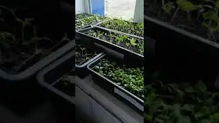 10 апреля 2020 г.