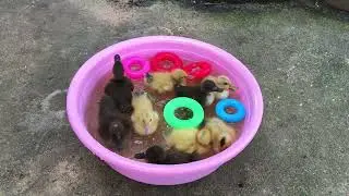 Cute baby ducklings swimming and eating