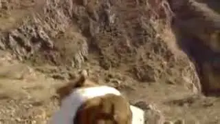 Urgatilgan it