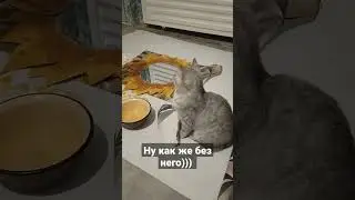 котик лео помощник)))