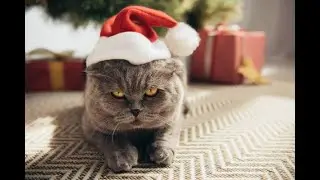 Топ подборка смешных животных.Тест на психику,попробуй не засмеяться.funny animals,try not to laugh