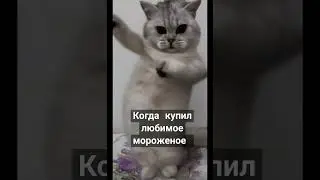 #cat