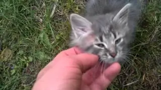 Потешный котенок