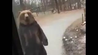 Bear walks up to bus