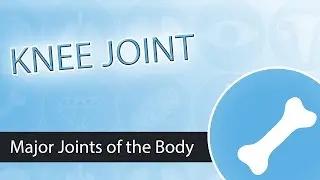 The Knee Joint