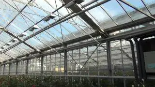 KORDES ROSE BREEDER - HOLLAND