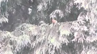 Finnish squirrel jumping