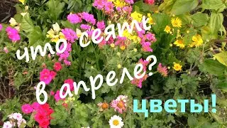 Какие Цветы посеять в АПРЕЛЕ на рассаду