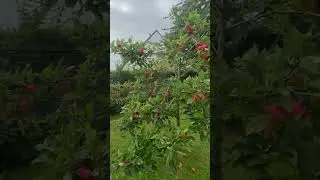 Villa Backyard Apple Tree | Apple Tree in Villa