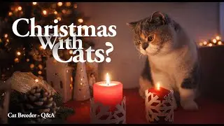 Your Cat May Not Be Safe During Christmas (Here’s Why) | Cat Breeder Q&A