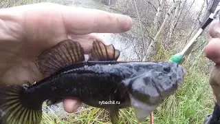 Ловля ротана осенью, твичинг осенью ротана.