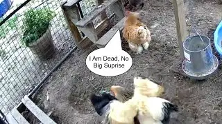Hen-Solo Passed Away 😔