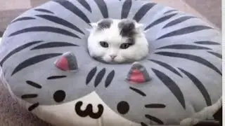смешные животные, приколы
