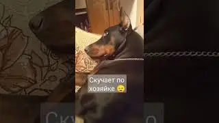 Скучает по хозяйке 😌