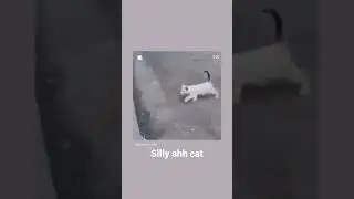 silly ahh cat