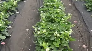 Это мой рай😍🥰🍓 Фенг сянг🥳. Лучший нейтрал🫶