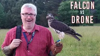 Chasing FALCONS! - Is a drone fast enough?